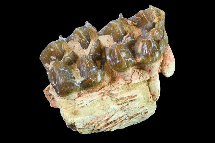 Fossil Horse (Mesohippus) Jaw Section - South Dakota #157473